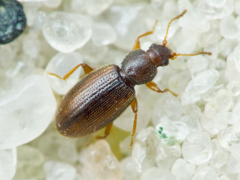 Corticaria impressa (Olivier, 1790)